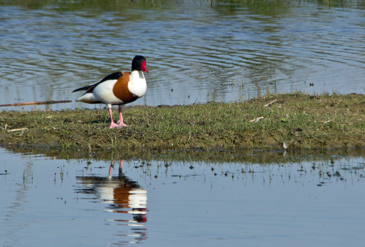 Volpoca  (Tadorna tadorna)